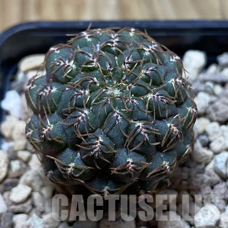SH18699 Sulcorebutia callichroma HS 078