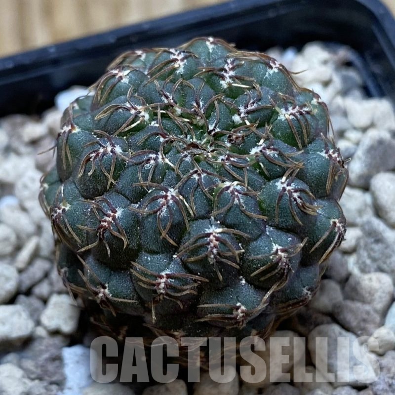 SH18700 Sulcorebutia callichroma HS 078