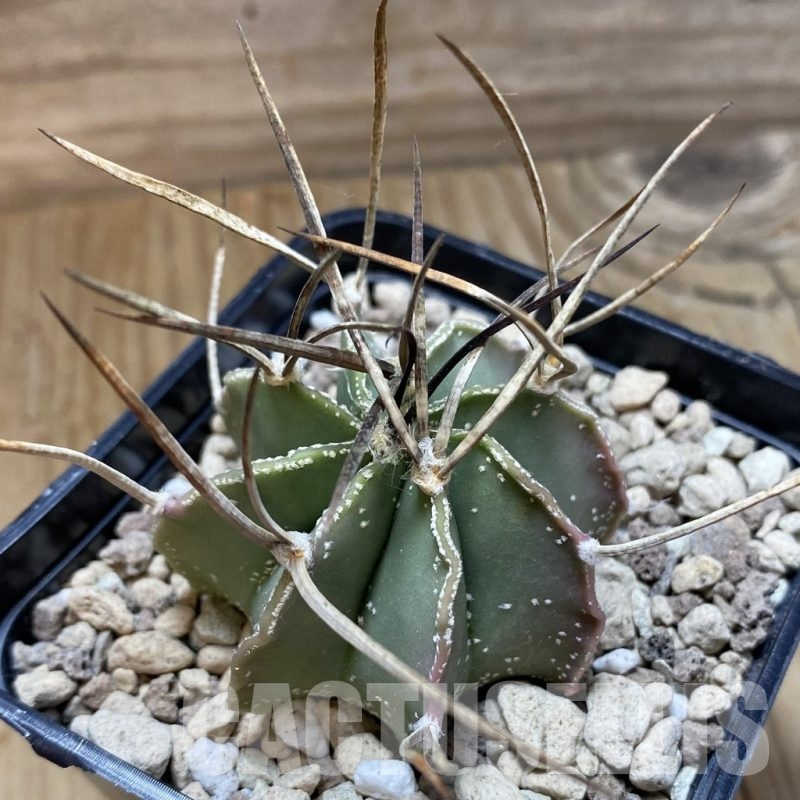 SH18703 Astrophytum niveum v. nudum