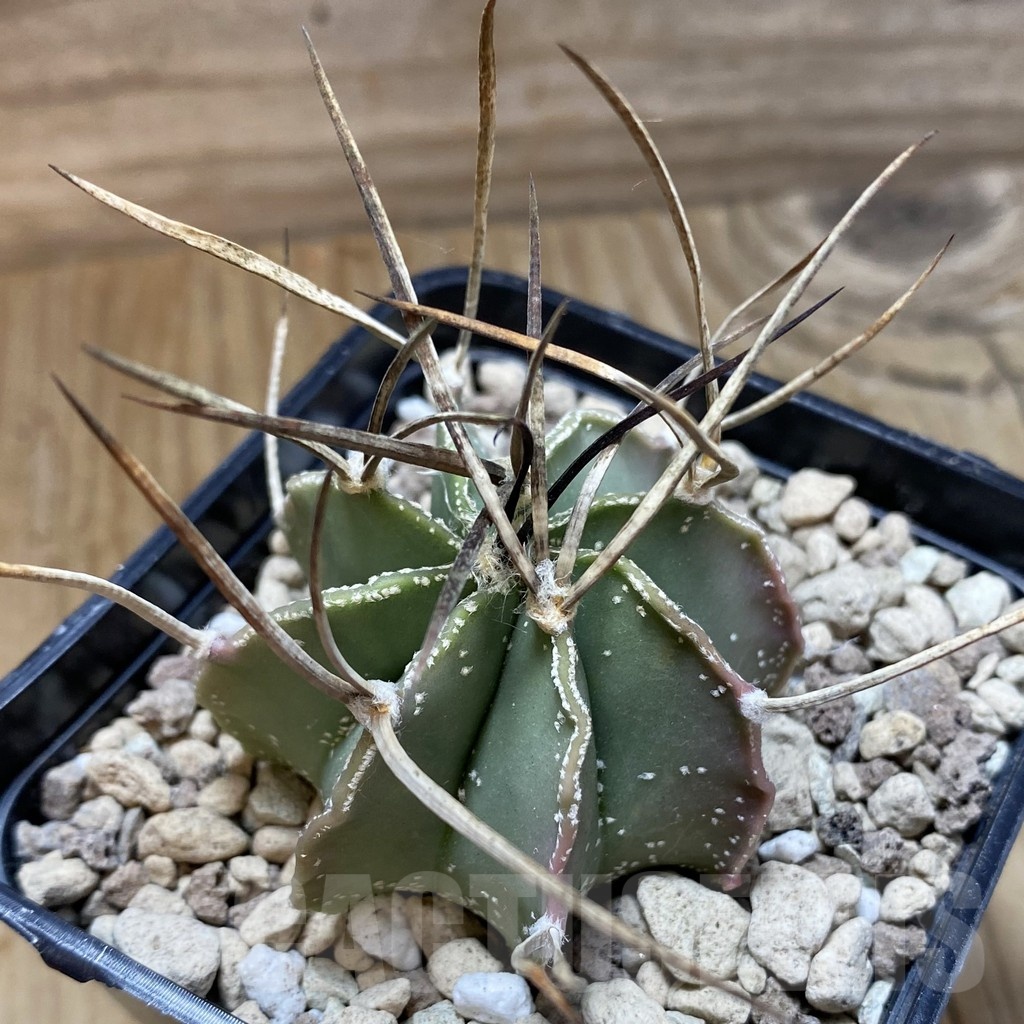 SH18703 Astrophytum niveum v. nudum