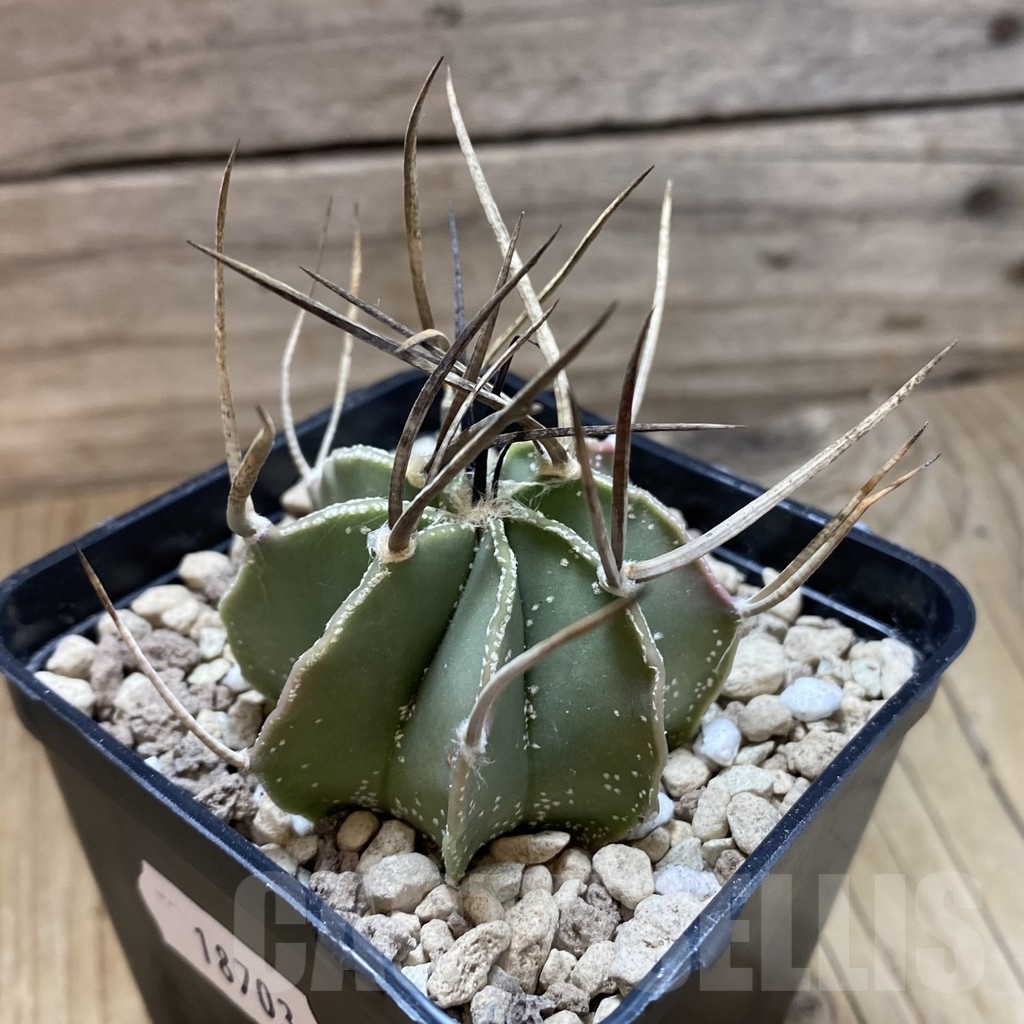 SH18703 Astrophytum niveum v. nudum - Image 2