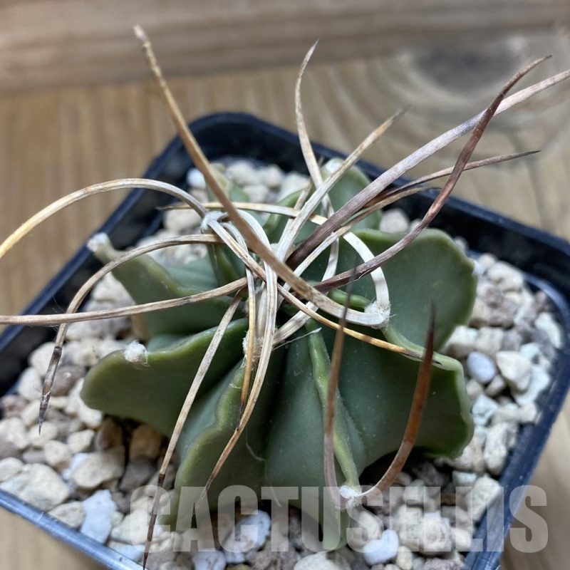 SH18705 Astrophytum niveum v. nudum