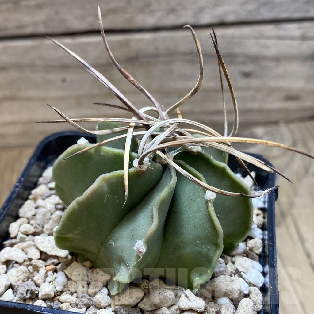 SH18705 Astrophytum niveum v. nudum - Image 2