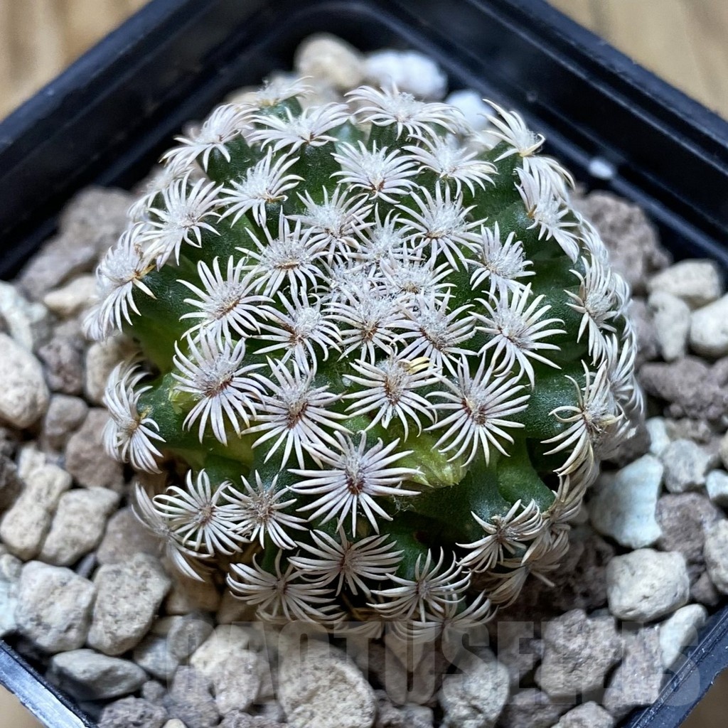 SH18706 Mammillaria hernandezii -Buena Vista, Oax-