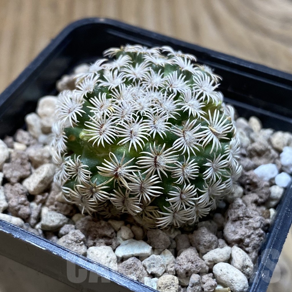 SH18706 Mammillaria hernandezii -Buena Vista, Oax- - Image 2