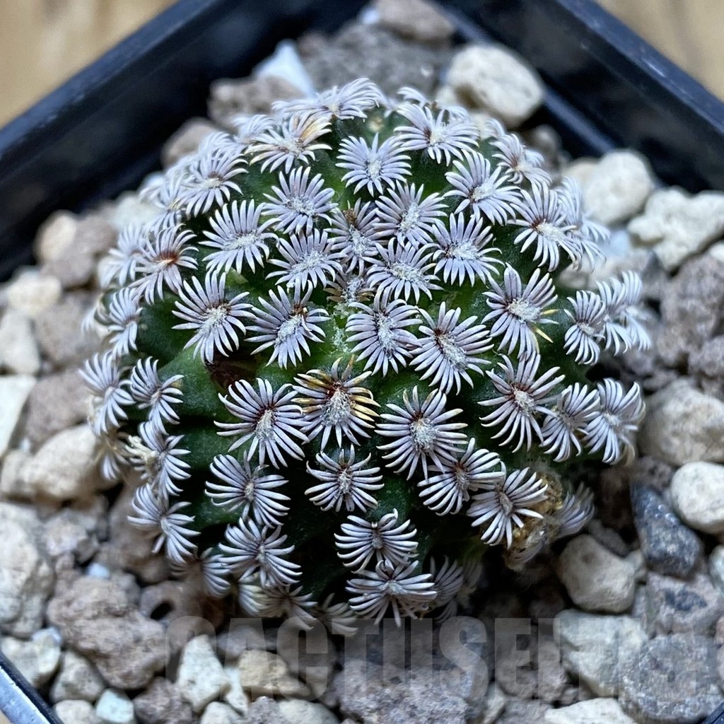 SH18707 Mammillaria hernandezii -Buena Vista, Oax-
