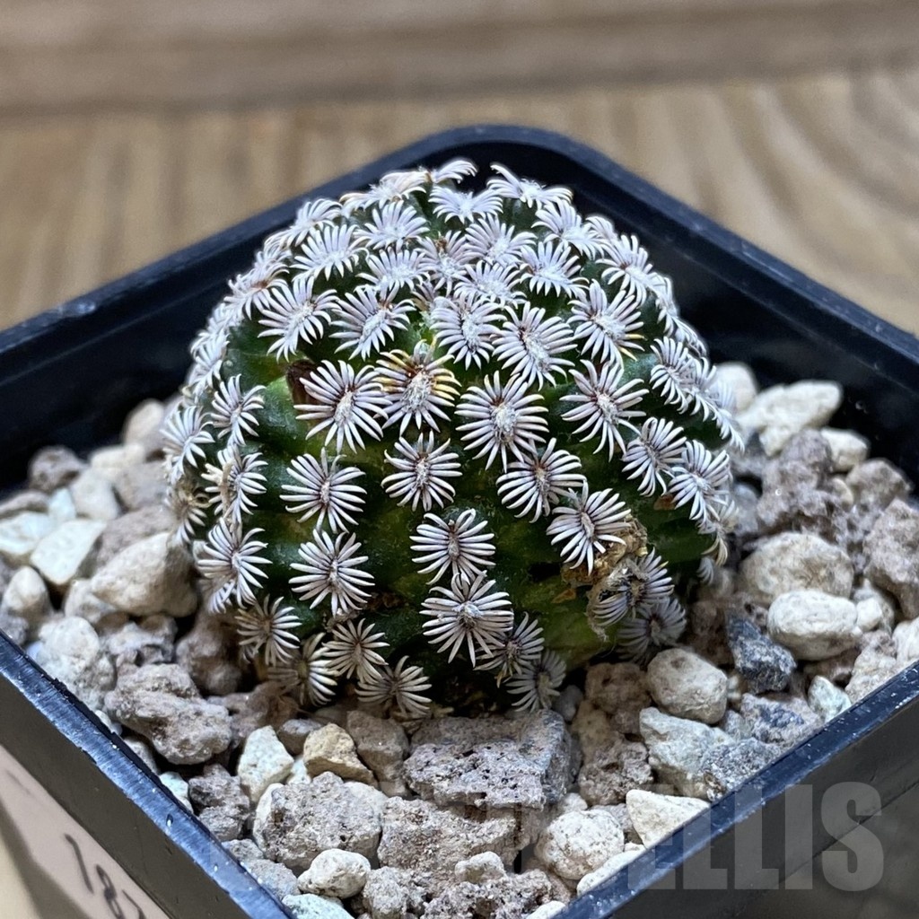 SH18707 Mammillaria hernandezii -Buena Vista, Oax- - Image 2