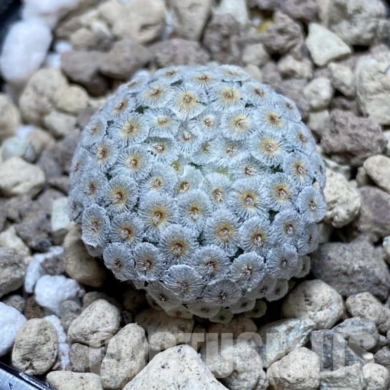 SH18708 Mammillaria breviplumosa GCG12500
