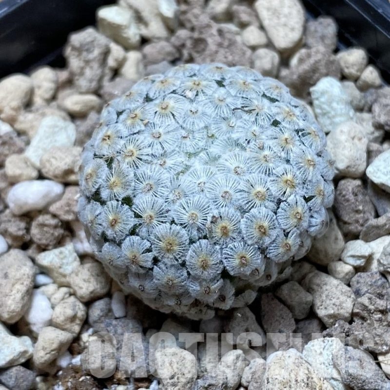 SH18709 Mammillaria breviplumosa GCG12500