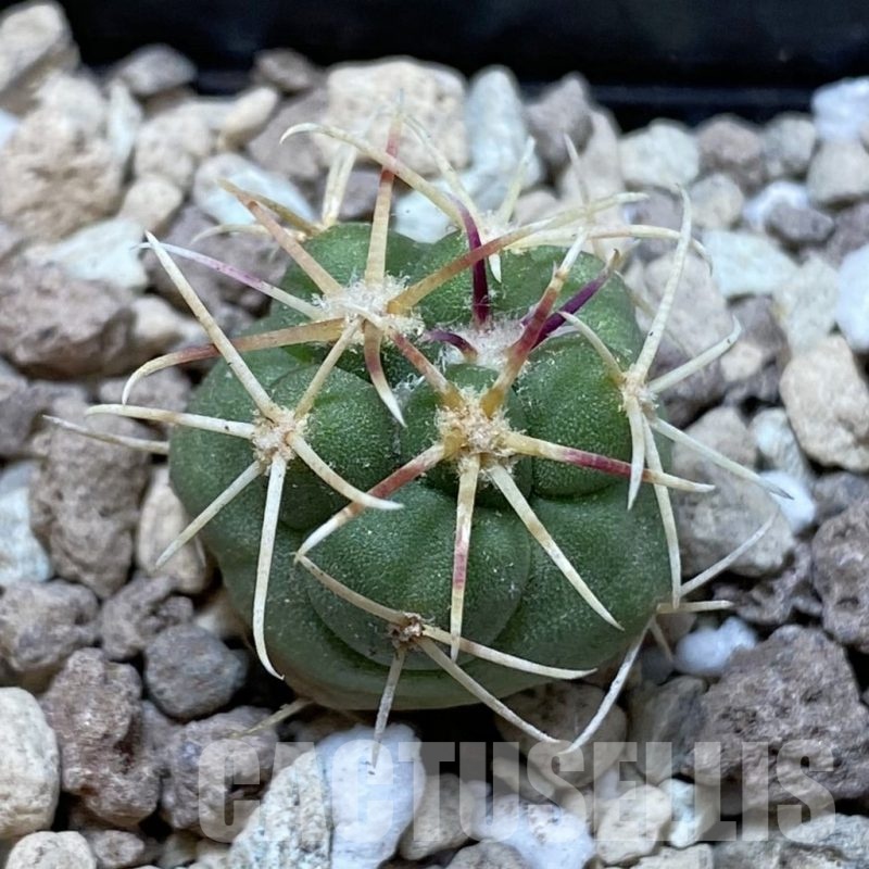 SH18714 Thelocactus hexaedrophorus