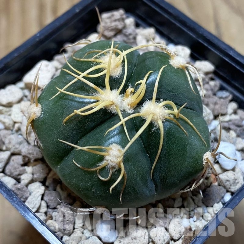 SH18718 Gymnocalycium denudatum, select form