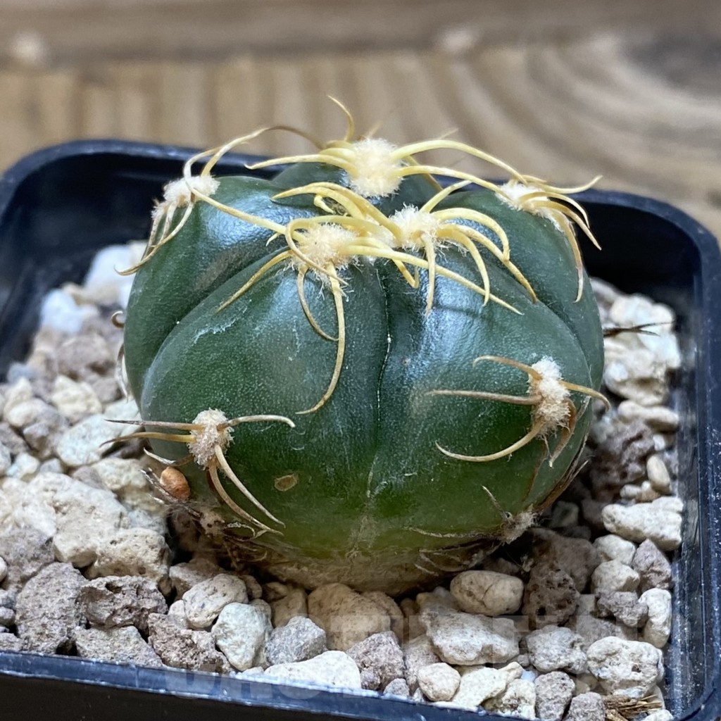 SH18718 Gymnocalycium denudatum, select form - Image 2