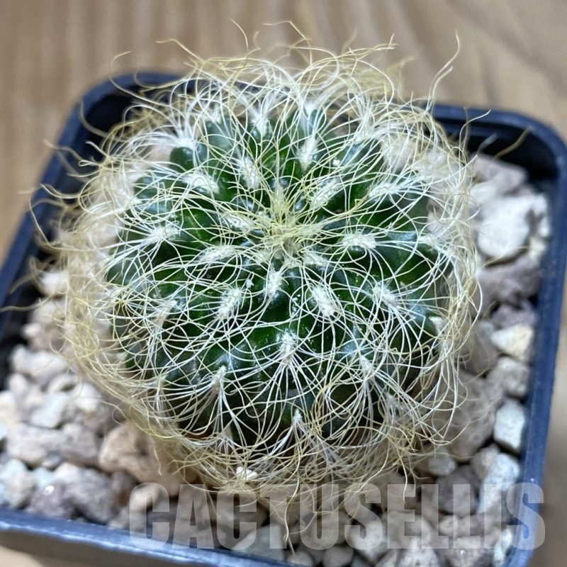 SH18695 Sulcorebutia patriciae