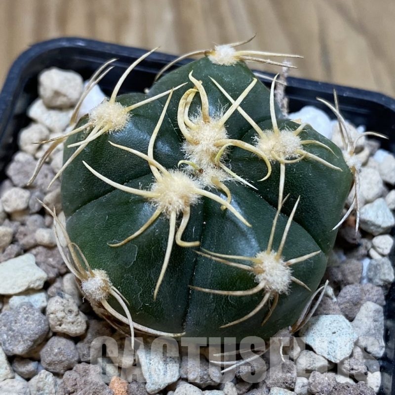 SH18719 Gymnocalycium denudatum, select form