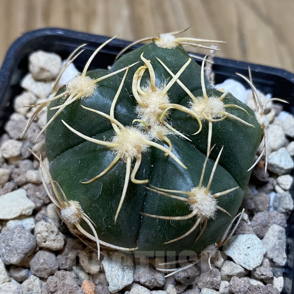 SH18719 Gymnocalycium denudatum, select form