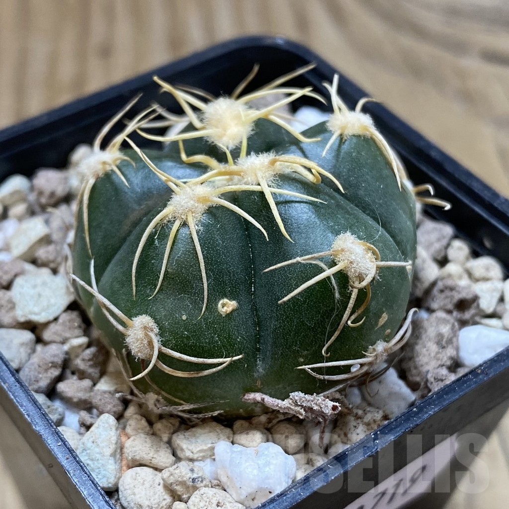 SH18719 Gymnocalycium denudatum, select form – Bild 2
