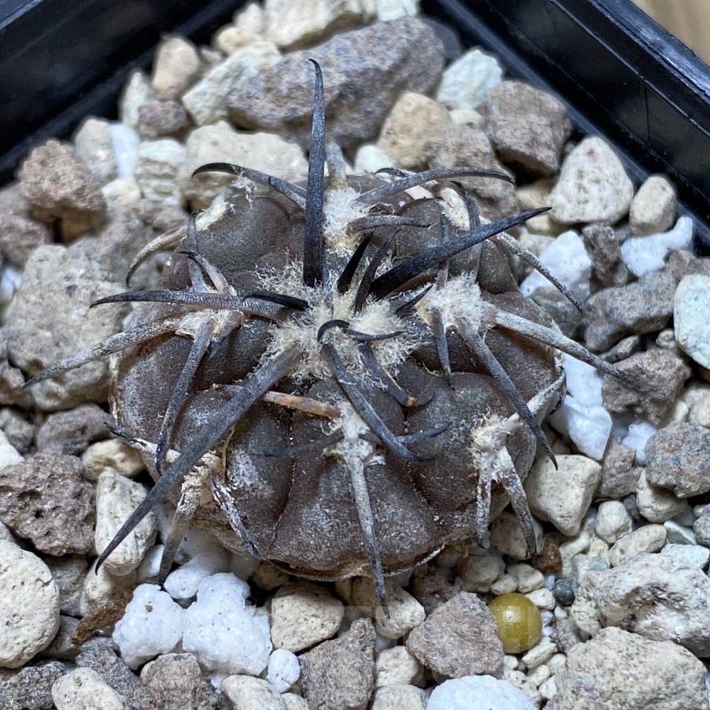 SH18721 Gymnocalycium spegazzinii v. punillense VS 77