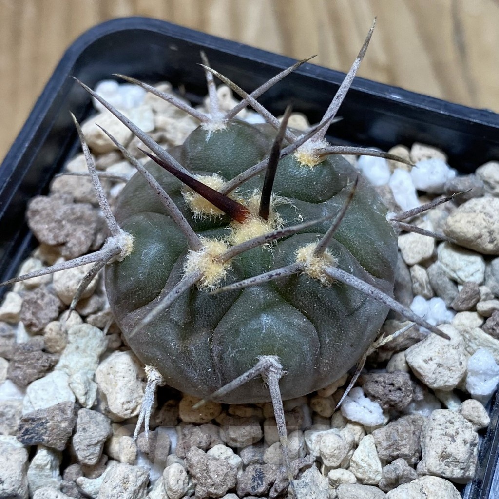 SH18722 Gymnocalycium castellanosii v. bozsingianum P205