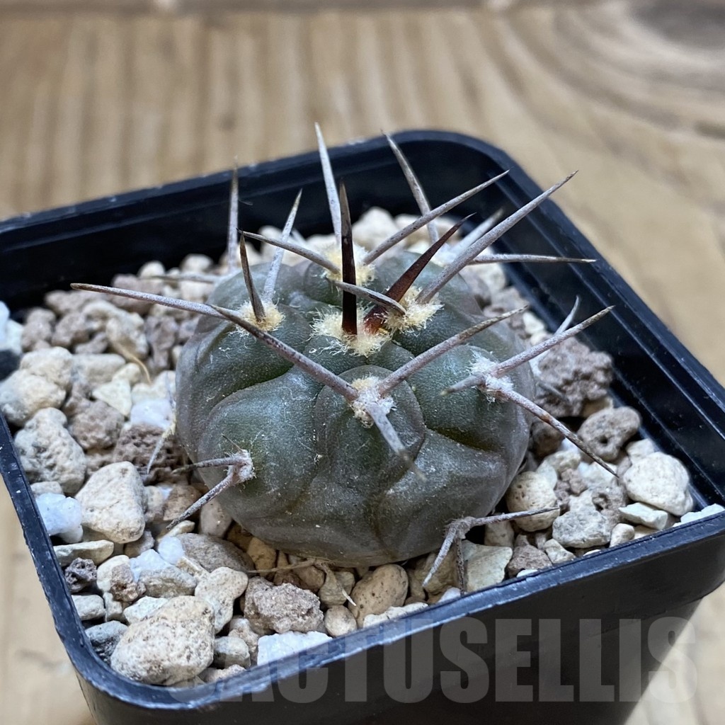 SH18722 Gymnocalycium castellanosii v. bozsingianum P205 - Image 2