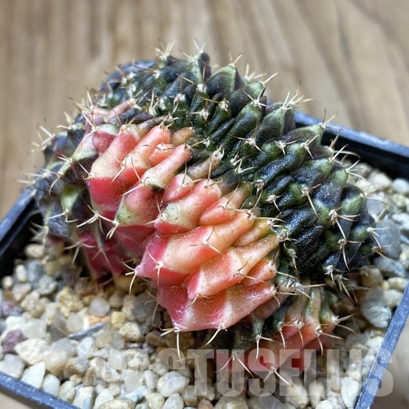 SH18725 Gymnocalycium mihanovichii f. variegata cristata