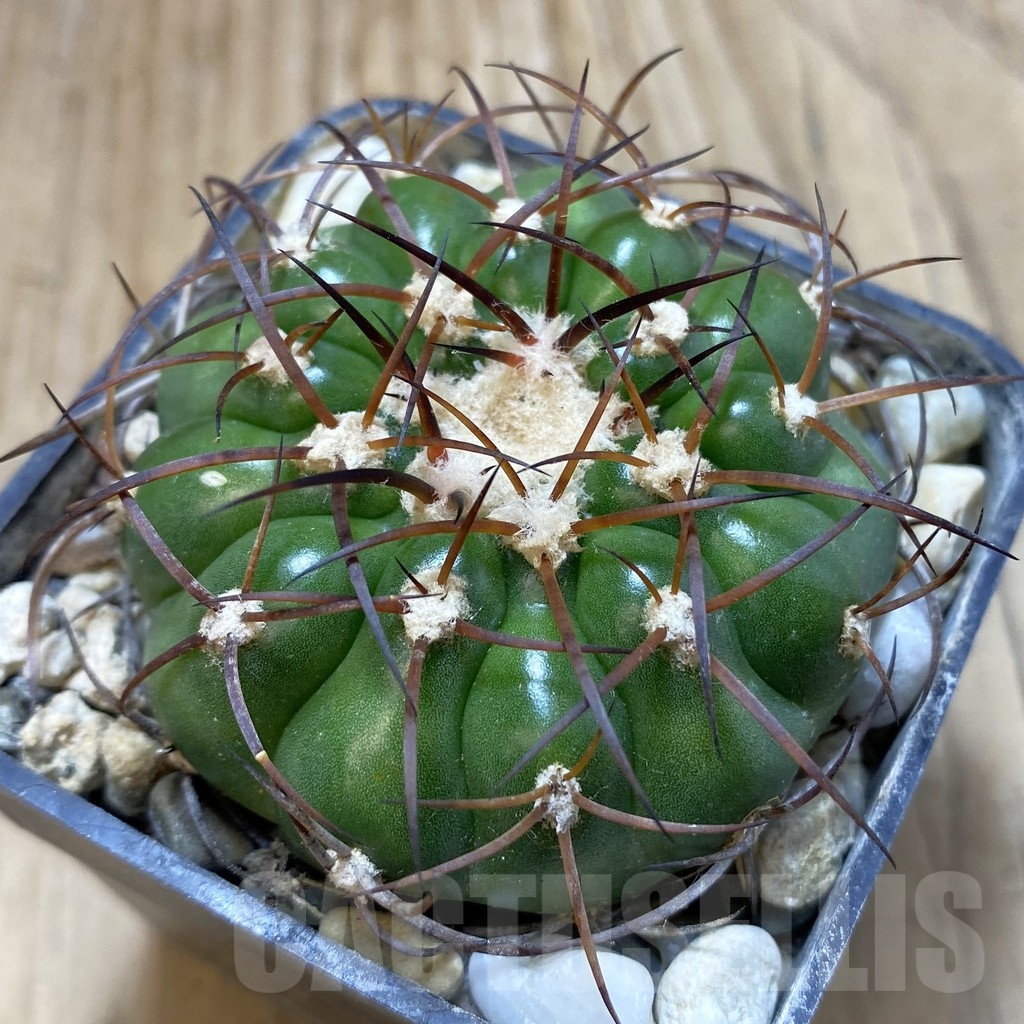 SH18806 Discocactus ferricola MH843 , own roots