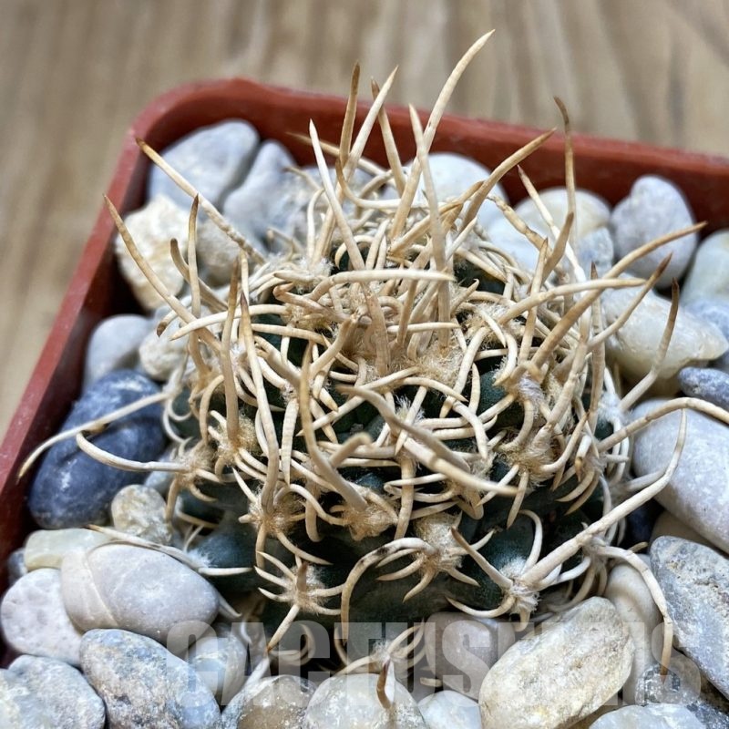 SH18776 Pediocactus peeblesianus PJR 521, grafted