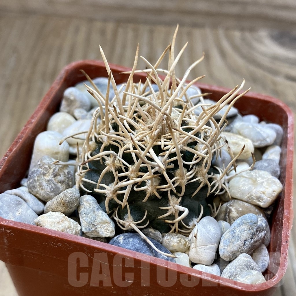 SH18776 Pediocactus peeblesianus PJR 521, grafted - Image 2