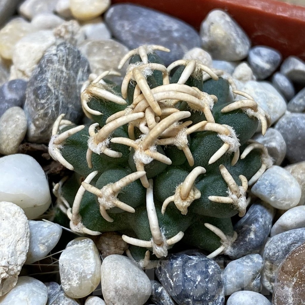 SH18777 Pediocactus peeblesianus PJR 521, grafted