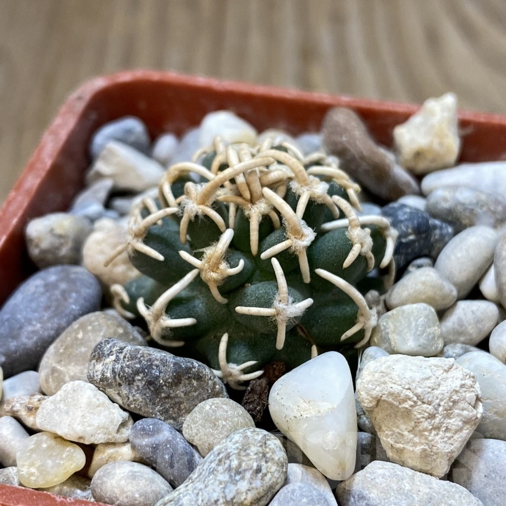 SH18777 Pediocactus peeblesianus PJR 521, grafted - Image 2