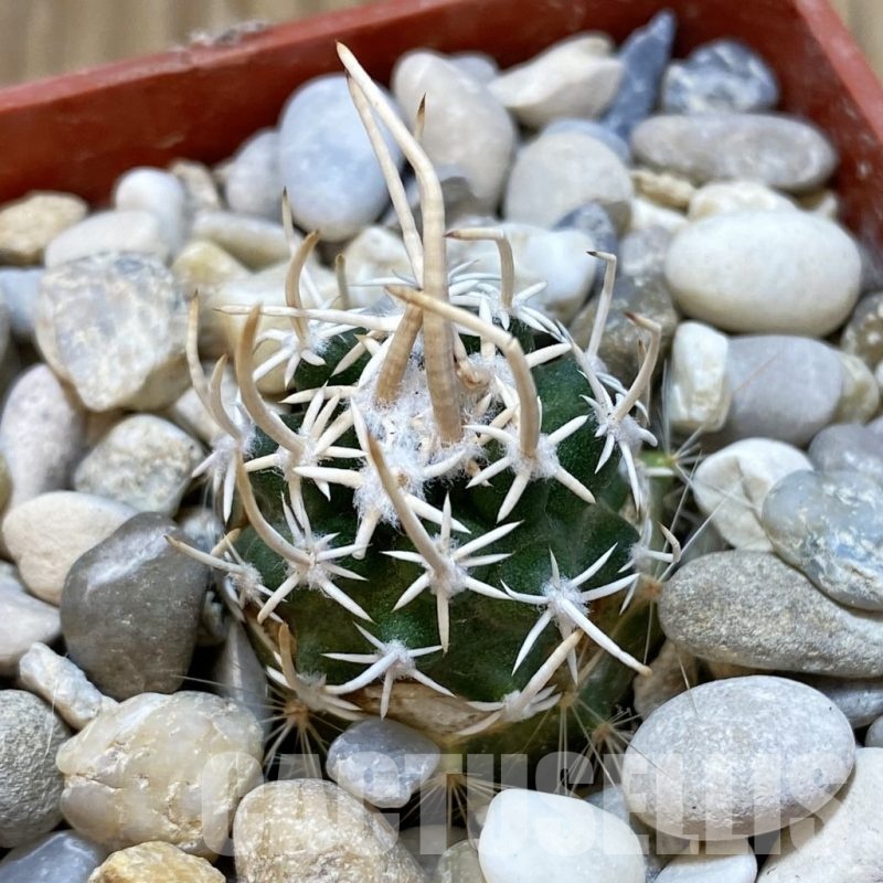 SH18779 Pediocactus peeblesianus v. fickeisenii PJR 570, grafted