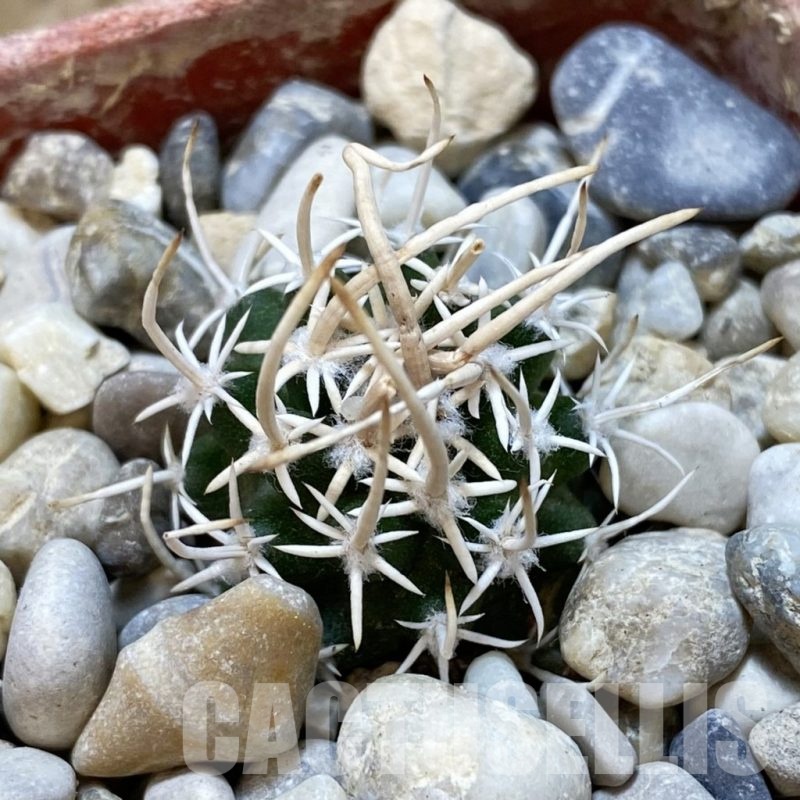 SH18780 Pediocactus peeblesianus v. fickeisenii PJR 570, grafted