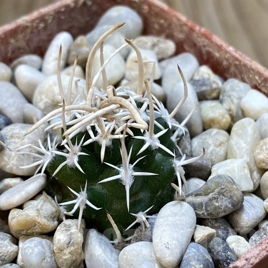 SH18780 Pediocactus peeblesianus v. fickeisenii PJR 570, grafted - immagine 2