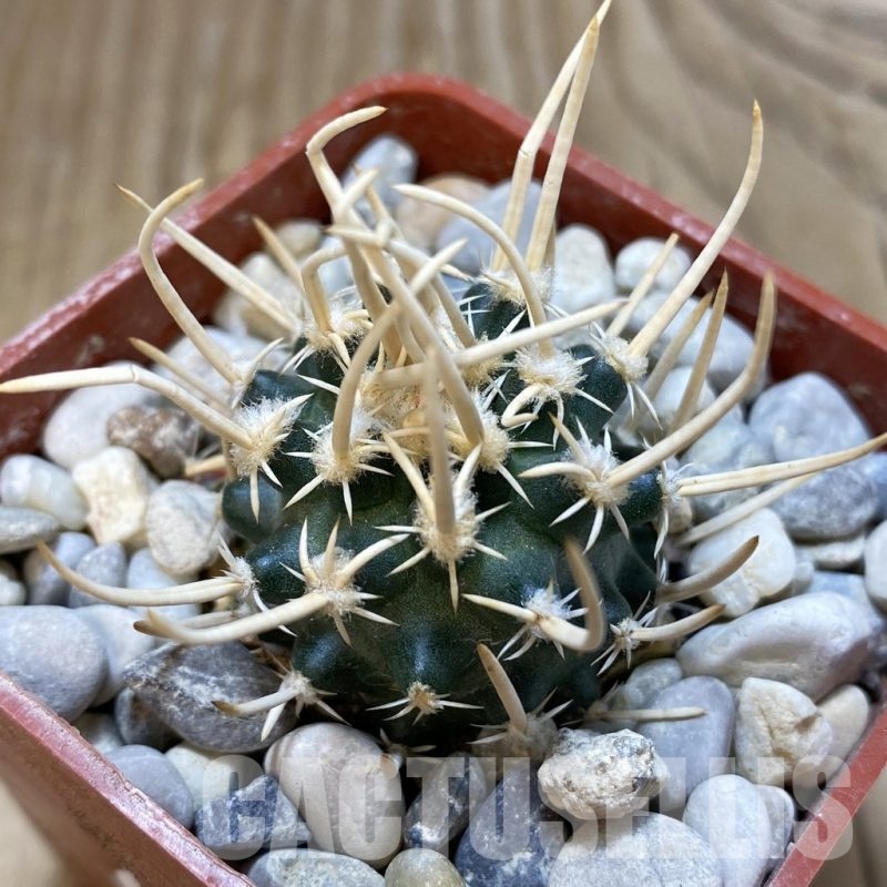 SH18782 Pediocactus peeblesianus v. fickeisenii PJR 459, grafted