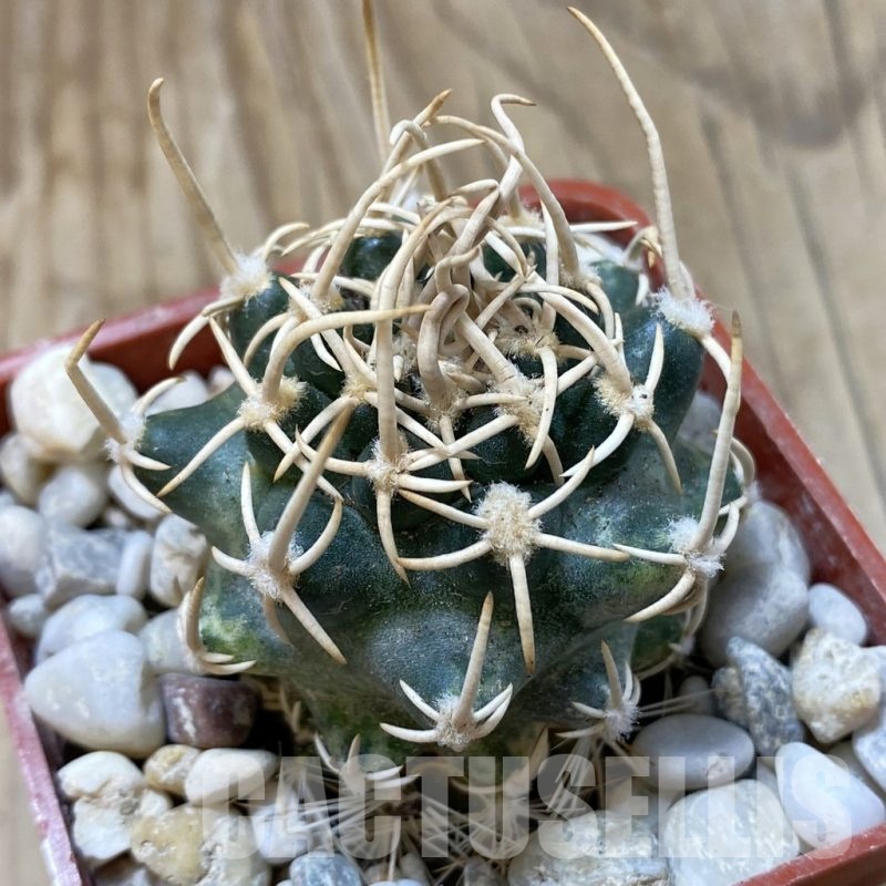 SH18785 Pediocactus peeblesianus f. menzelii PJR 504, grafted