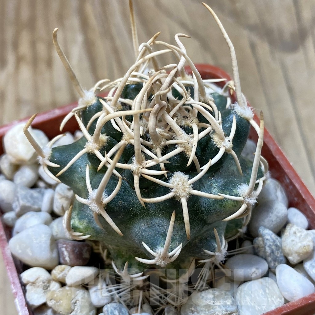 SH18785 Pediocactus peeblesianus f. menzelii PJR 504, grafted