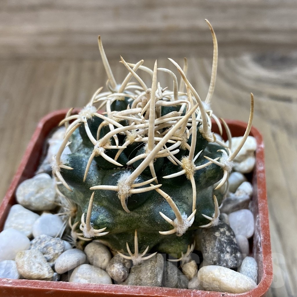 SH18785 Pediocactus peeblesianus f. menzelii PJR 504, grafted - Image 2