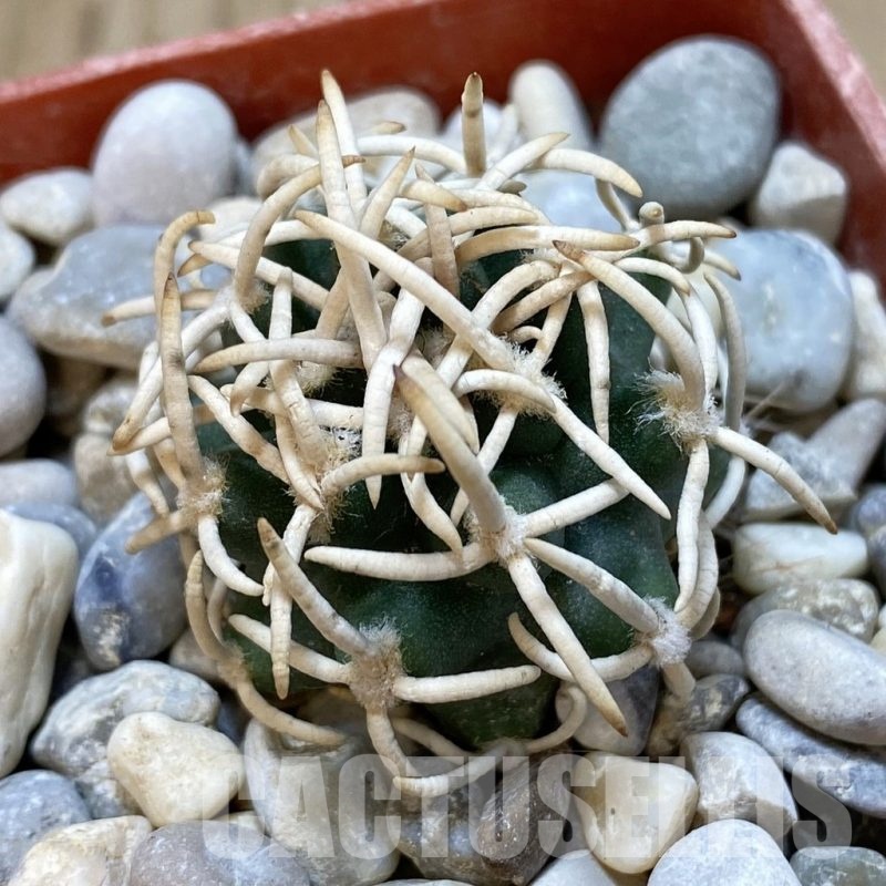 SH18786 Pediocactus peeblesianus f. menzelii PJR 504, grafted
