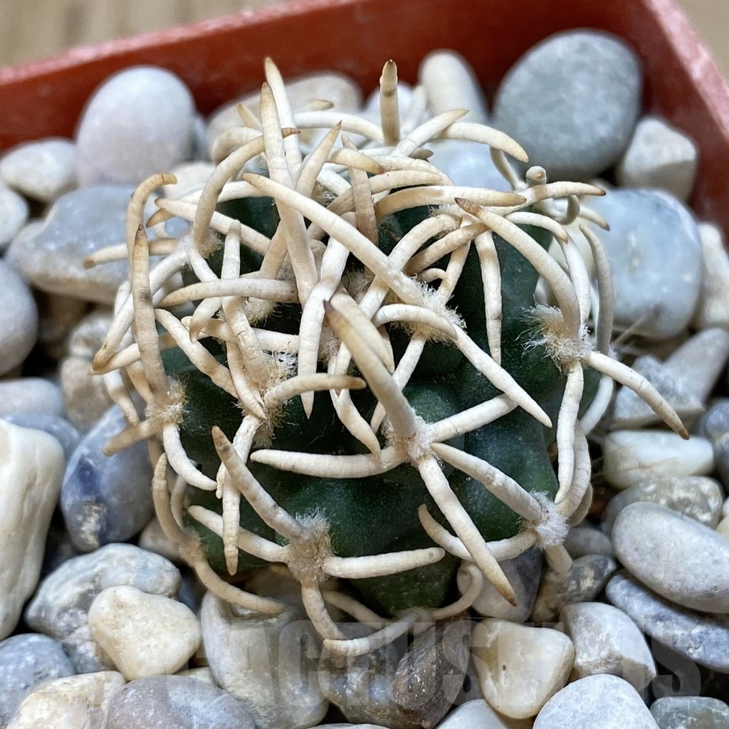 SH18786 Pediocactus peeblesianus f. menzelii PJR 504, grafted