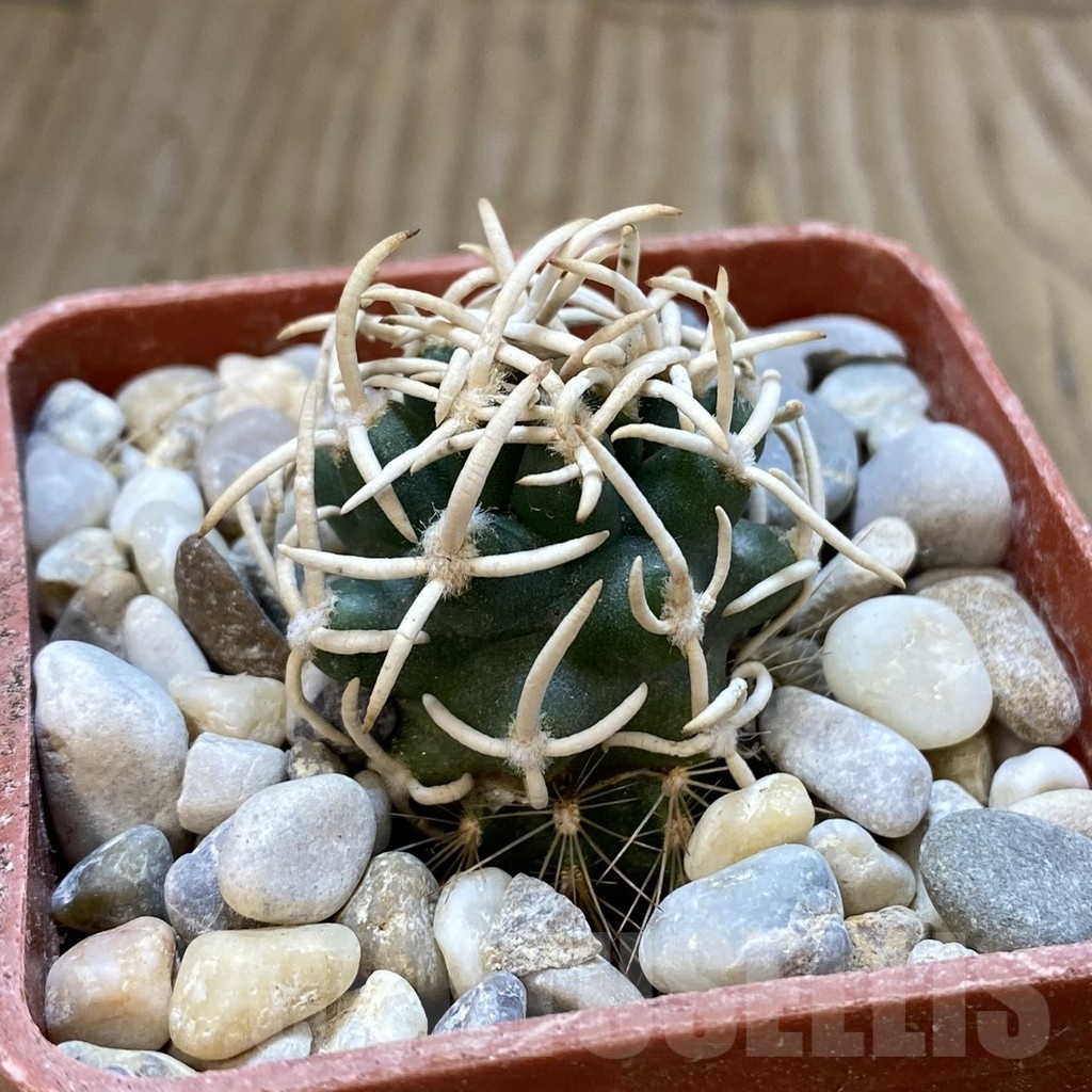 SH18786 Pediocactus peeblesianus f. menzelii PJR 504, grafted - Image 2