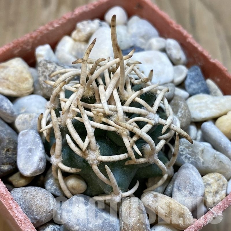 SH18787 Pediocactus peeblesianus f. menzelii PJR 504, grafted