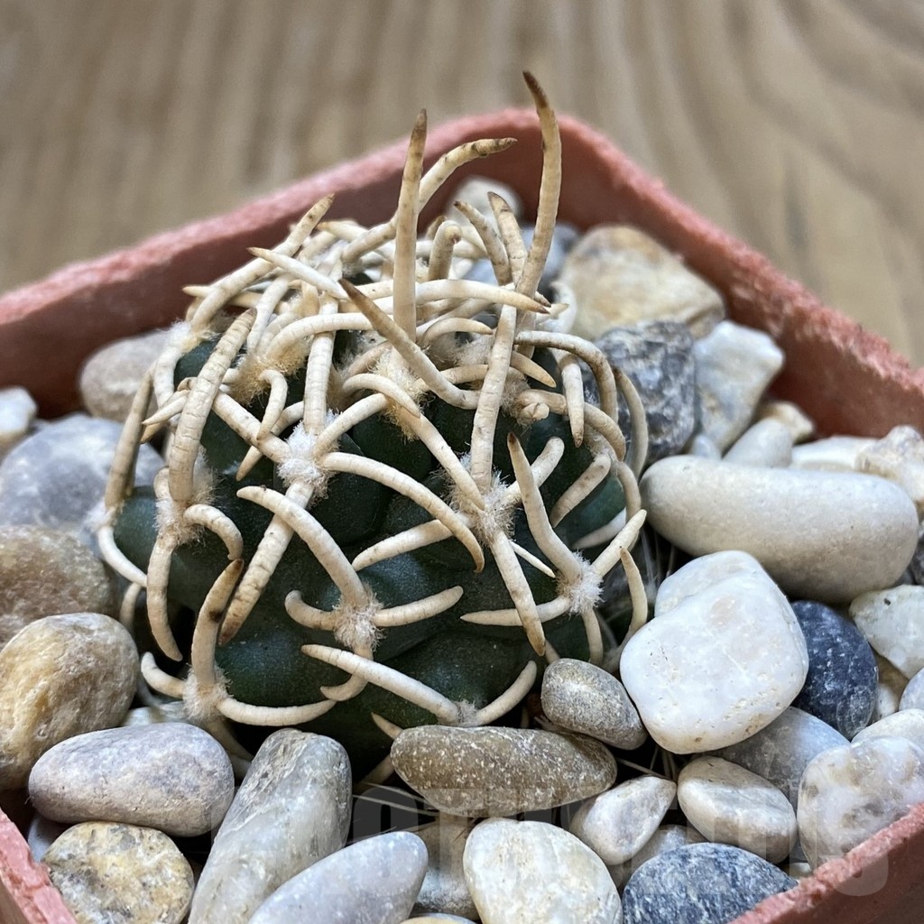 SH18787 Pediocactus peeblesianus f. menzelii PJR 504, grafted - Image 2