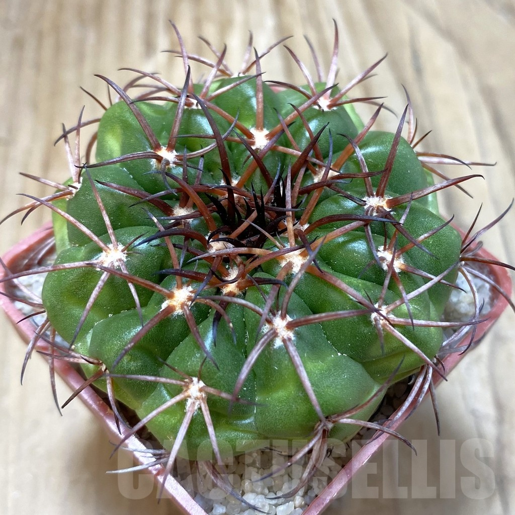 SH18810 Discocactus aff. pugionacanthus MH615, own roots