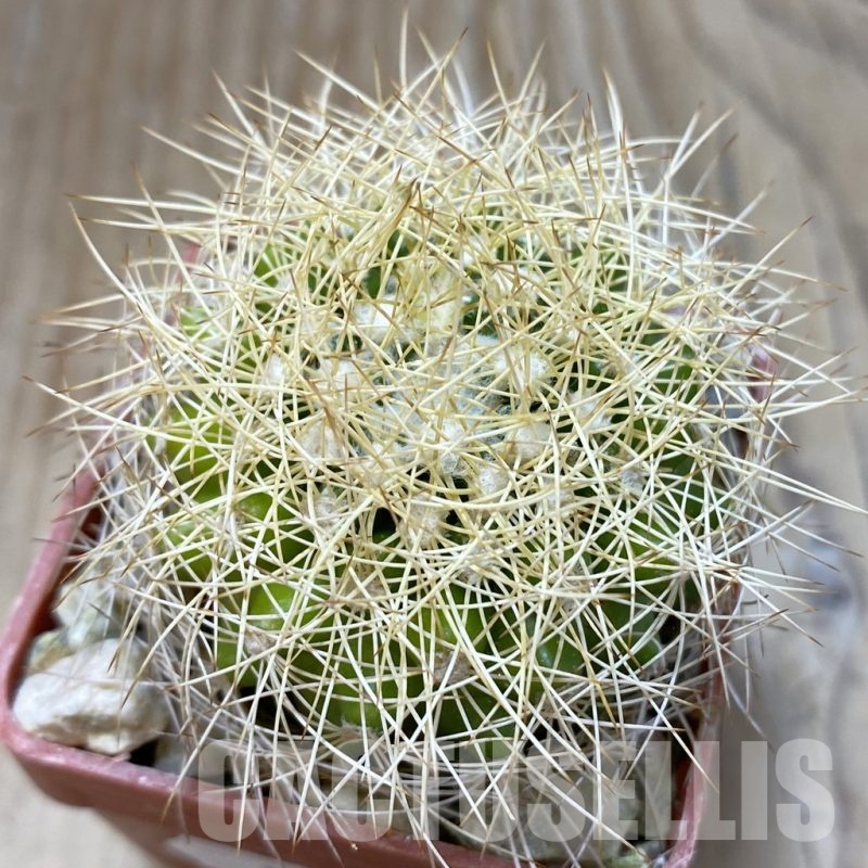 SH18790 Discocactus araneispinus new form  MH 736, own roots
