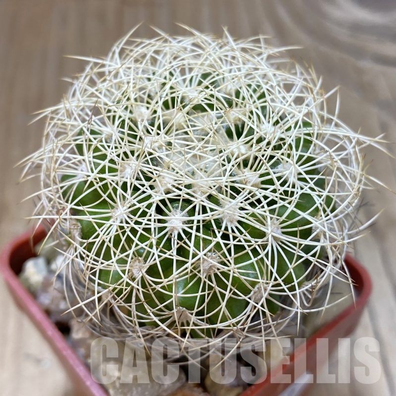 SH18792 Discocactus araneispinus MH 733, own roots