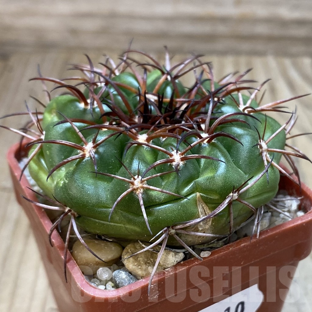 SH18810 Discocactus aff. pugionacanthus MH615, own roots - immagine 2