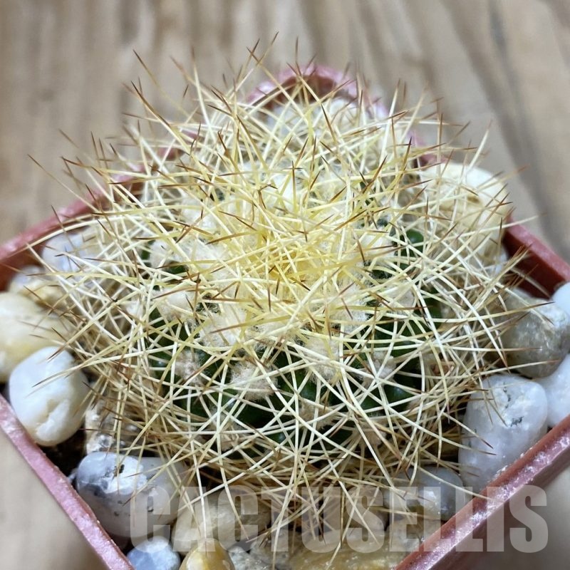 SH18794 Discocactus horstiorum MH 738, own roots