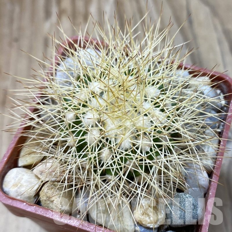 SH18795 Discocactus horstiorum MH 738, own roots