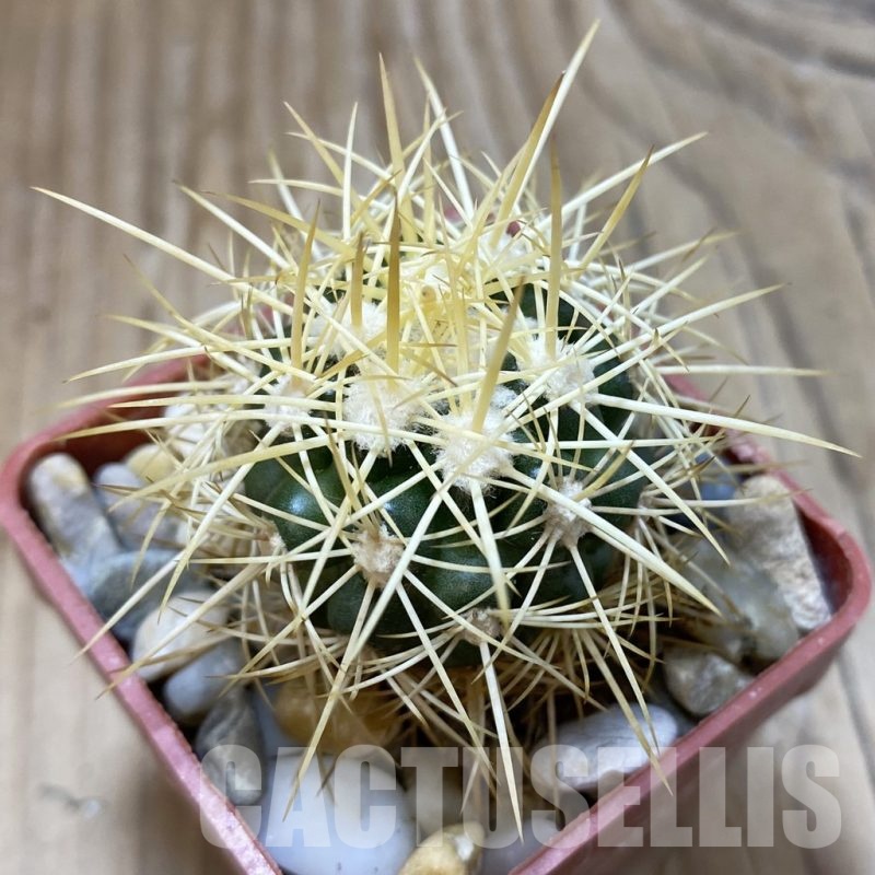 SH18796 Discocactus zehntneri MH 835, own roots