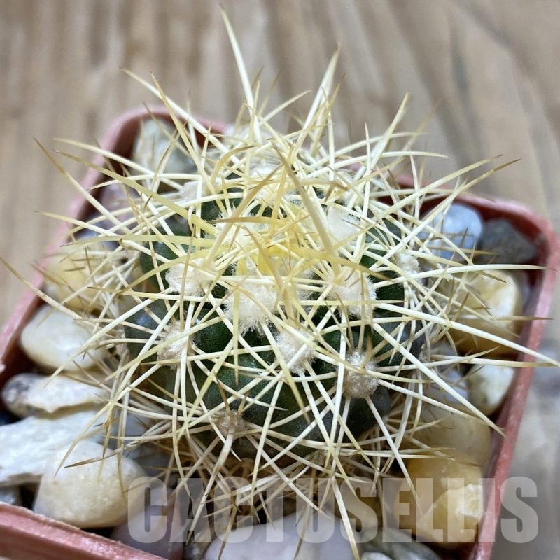 SH18797 Discocactus zehntneri MH 835, own roots