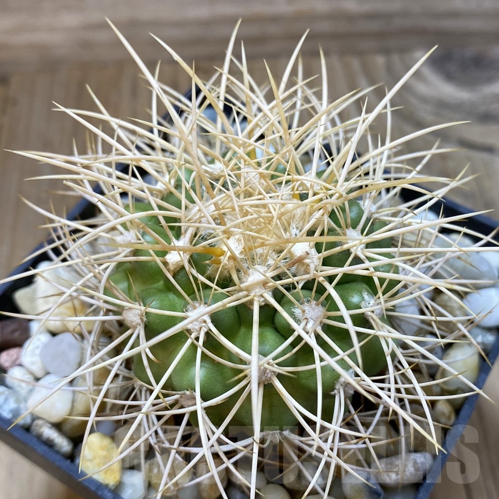 SH18798 Discocactus aff. zehntneri MH 835, own roots